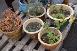 Five garden plant pots including contents