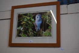 COLOURED PHOTOGRAPHIC PRINT OF A BARN OWL, F/G