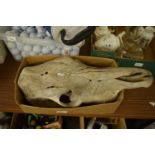 HORSE'S SKULL