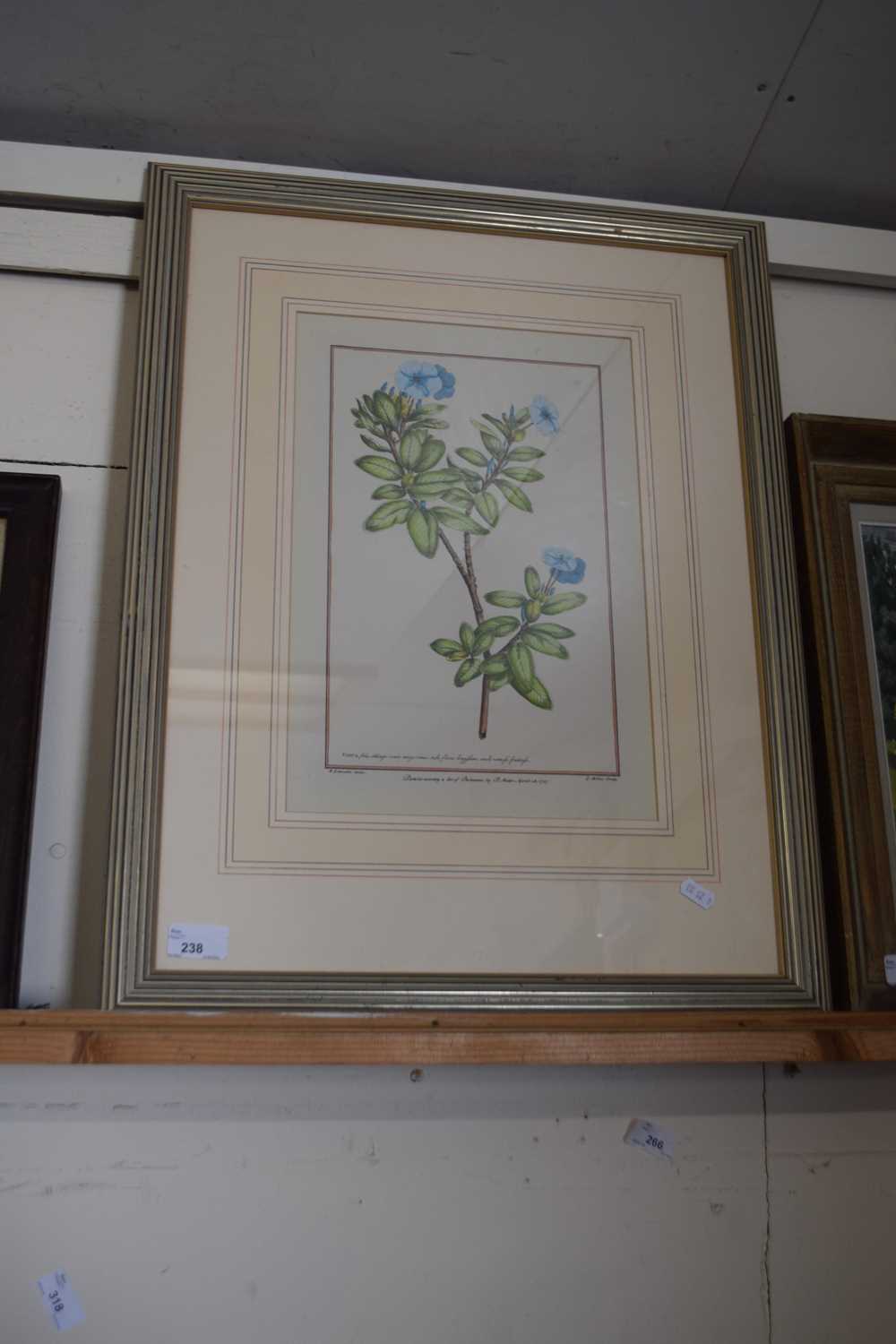 FRAMED BOTANICAL PRINT