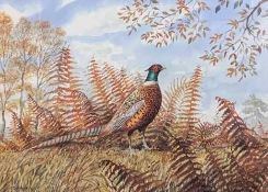 Peter Merrin (British, 20th century), A Ring-necked pheasant in surrounding foliage,