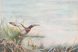 John Cyril Harrison (British, 1898-1985) A duck in-flight above reeds and riverbank, watercolour,