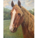 British school (20th century) Horse head study, oil on board, indistinctly monogrammed, framed