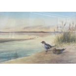 Richard Harrison (British, 20th century), Pintail Ducks by waters edge, watercolour and wash,