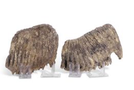 Two Sections of Mammoth Teeth