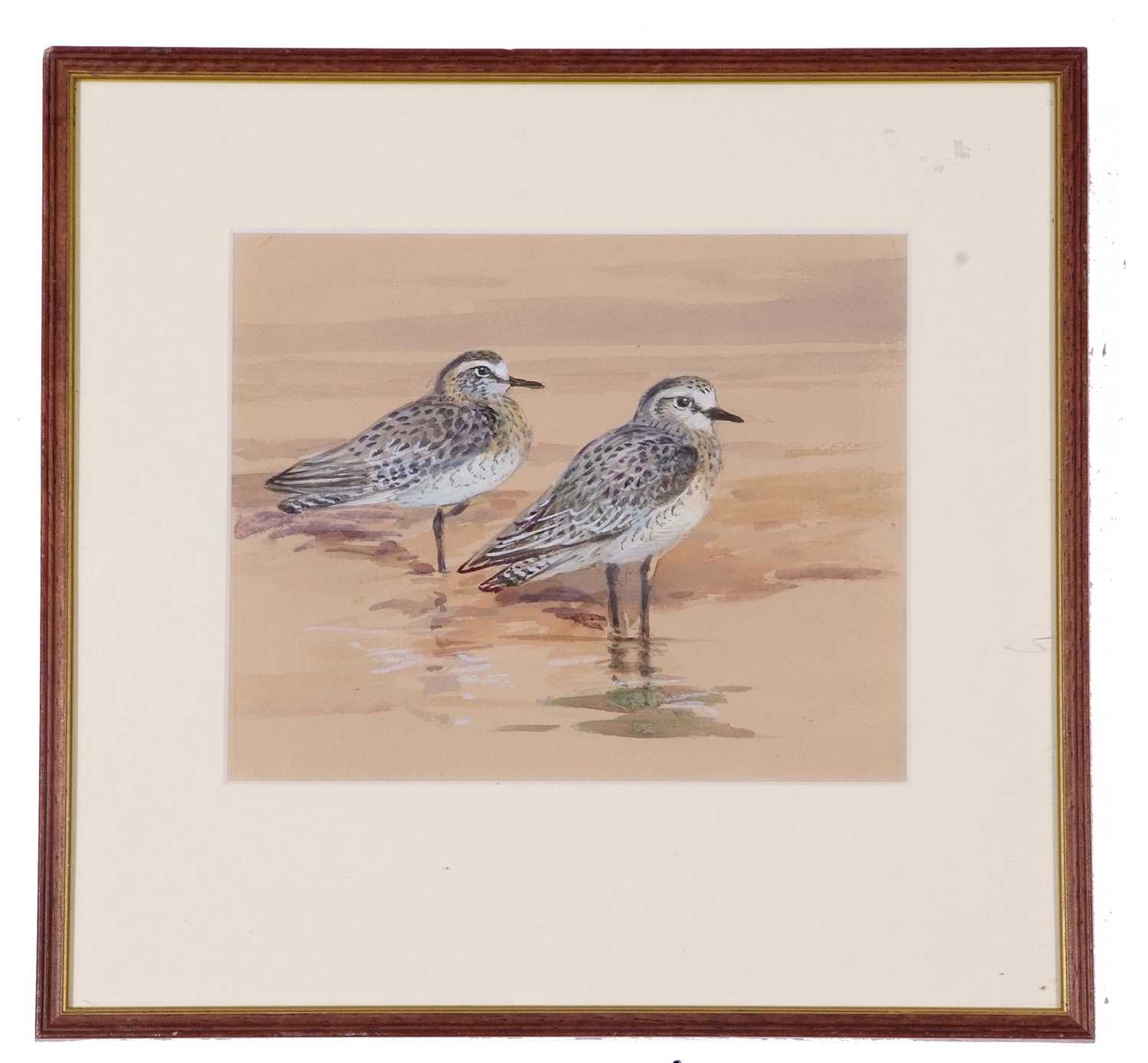 Roland Green (British, 1890-1972), British Grey Plover, watercolour, 7x8insQty: 1 - Image 2 of 2