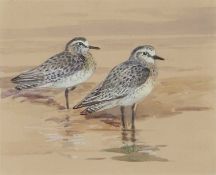 Roland Green (British, 1890-1972), British Grey Plover, watercolour, 7x8insQty: 1