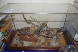 TAXIDERMY INTEREST - PAIR OF SOUTH AFRICAN SAND GROUSE IN A GLASS CASE