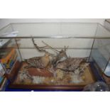 TAXIDERMY INTEREST - PAIR OF SOUTH AFRICAN SAND GROUSE IN A GLASS CASE