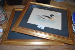 PAIR OF COLOURED BOOK PLATES, DUCK SPECIES, GILT FRAMED