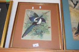 AFTER BASIL EADE, COLOURED PRINT OF A MAGPIE, F/G