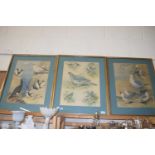 AFTER ROWLAND GREEN, THREE COLOURED PRINTS - GARDEN AND SEA BIRDS, F/G