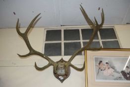 LARGE PAIR OF RED DEER ANTLERS ON WOODEN SHIELD BACK, APPROX 90CM WIDE, (VERY HEAVILY WEATHERED