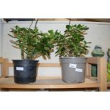 2 POTTED MONEY TREE PLANTS