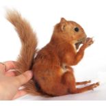 Uncased very well done, taxidermy red squirrel (Sciurus vulgaris) holding and nibbling a nut/acorn