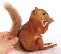 Uncased very well done, taxidermy red squirrel (Sciurus vulgaris) holding and nibbling a nut/acorn