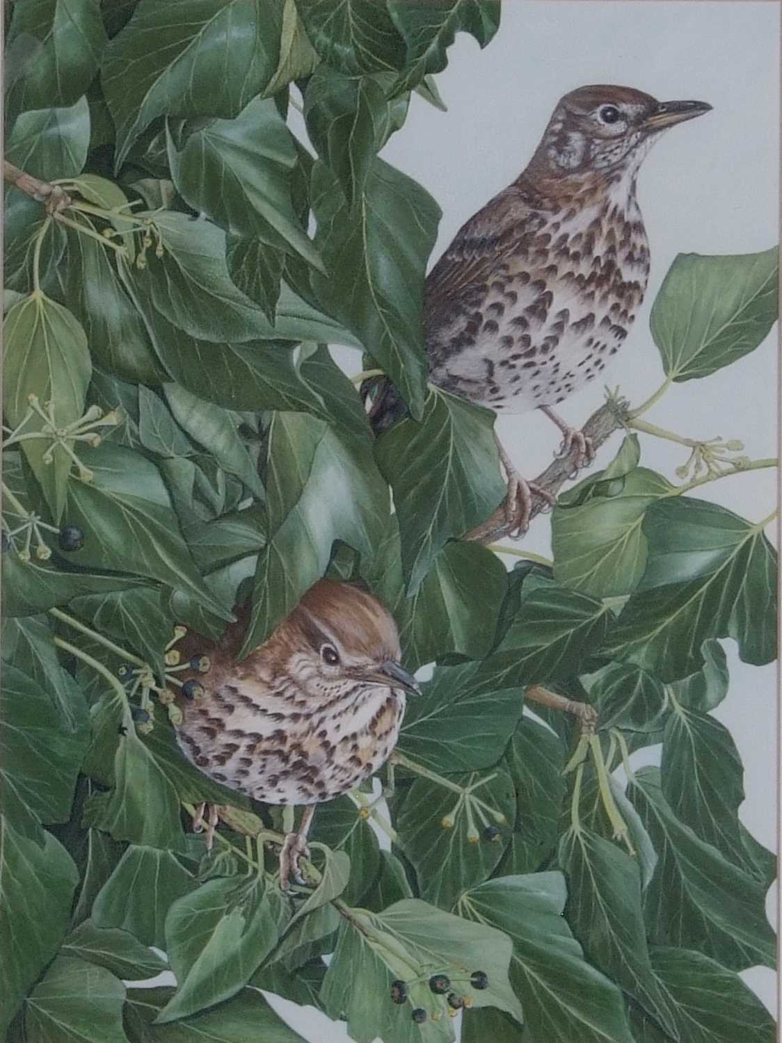 British School, Pair of Songthrushes, from a limited edition calendar 2008/9, 18x22ins (inscribed - Image 2 of 2