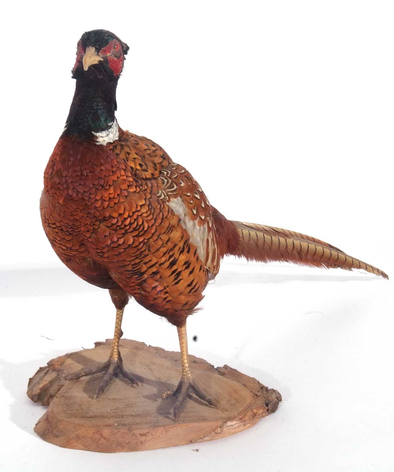 A Taxidermy free-standing Male Cock Pheasant (Phasianus Colchicus) - Image 2 of 2