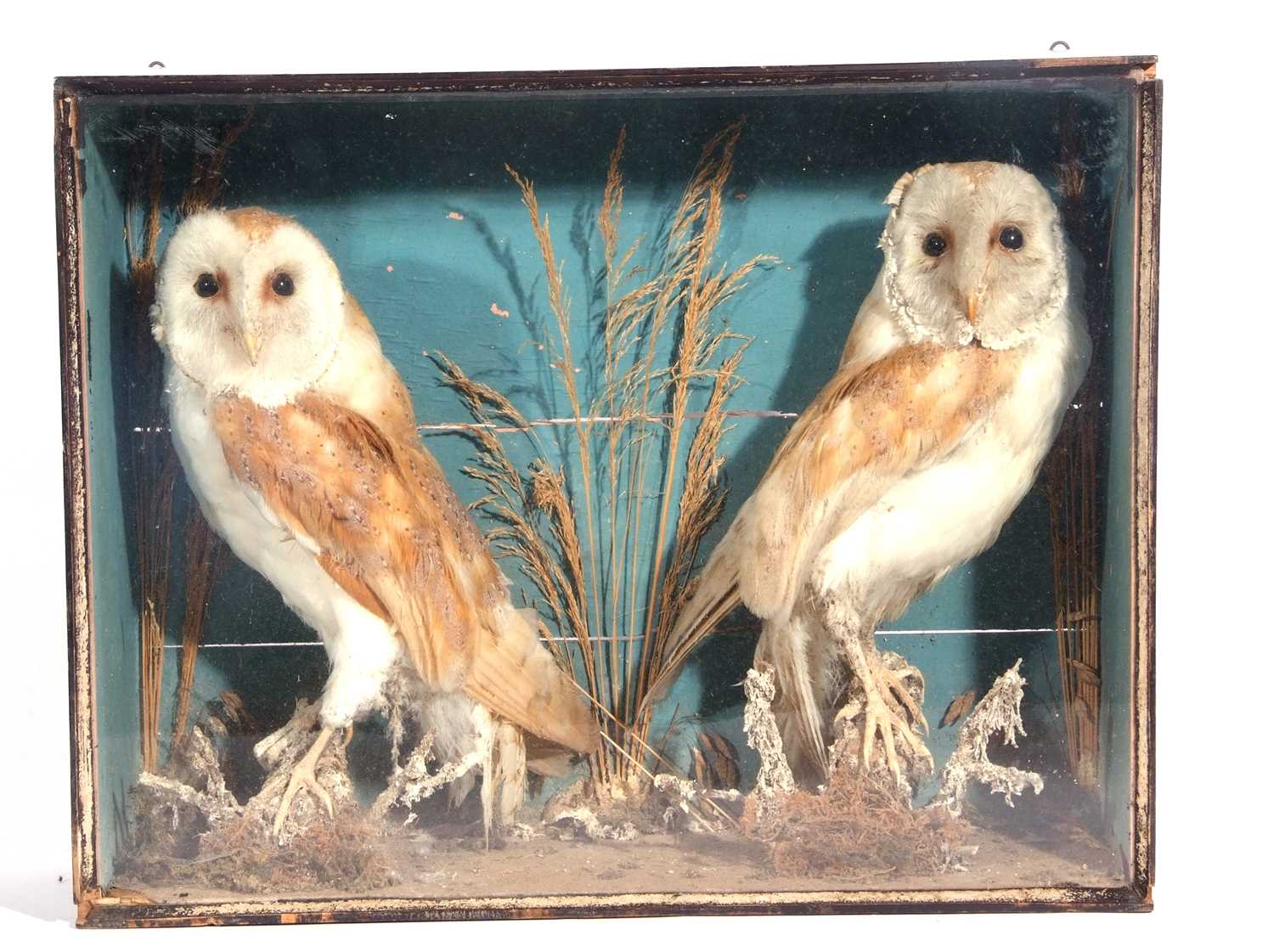 A Victorian taxidermy case of a brace of Barn owls (Tyto alba) in pine-stained case and naturalistic