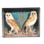 A Victorian taxidermy case of a brace of Barn owls (Tyto alba) in pine-stained case and naturalistic