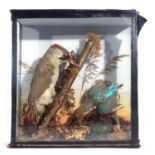 A late 19th early 20th-century taxidermy cased European green woodpecker (Picus viridis) and