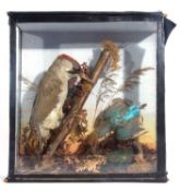 A late 19th early 20th-century taxidermy cased European green woodpecker (Picus viridis) and
