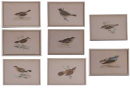 Eight coloured prints of various bird species, including dunnock, gold-vented thrush and several