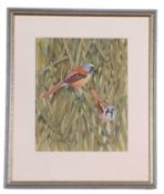 Frederick T. Searle (British, 20th Century), Bearded tits peached on a reed stem, watercolour,