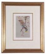 David Ord Kerr (British, Contemporary), Study of Waxwing, watercolour, signed. 7x5ins