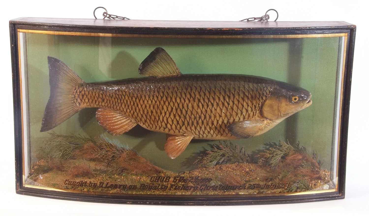 Mid-20th century cased taxidermy "Chub" fish (Squalius Cephus) in a naturalistic setting, 5lb 2 1/ - Image 2 of 2