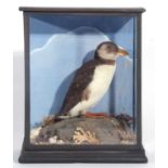 Early to mid-20th century taxidermy cased Juvenile arctic Puffling (Fratercula arctica). Decorated