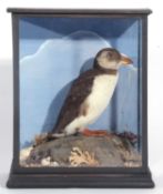 Early to mid-20th century taxidermy cased Juvenile arctic Puffling (Fratercula arctica). Decorated