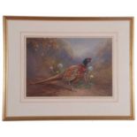 Raymond Watson (British, 1935-94), "Ringed neck Pheasant", signed lower right, 12x18ins (approx).