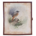 Richard Allan Richardson (British 20th Century) A study of a redstart, watercolour, signed and dated