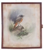 Richard Allan Richardson (British 20th Century) A study of a redstart, watercolour, signed and dated