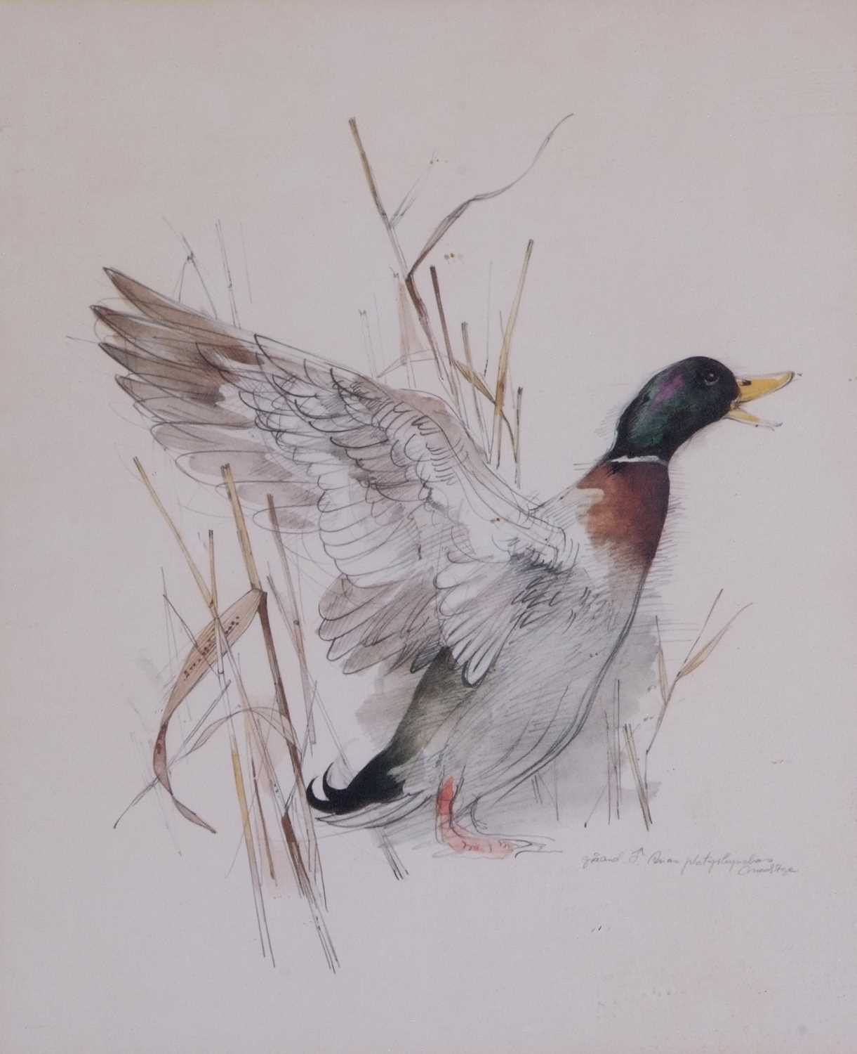 Profile sketch of a high-spirited mallard, pencil, watercolour, indistinctly signed and inscribed - Image 2 of 2