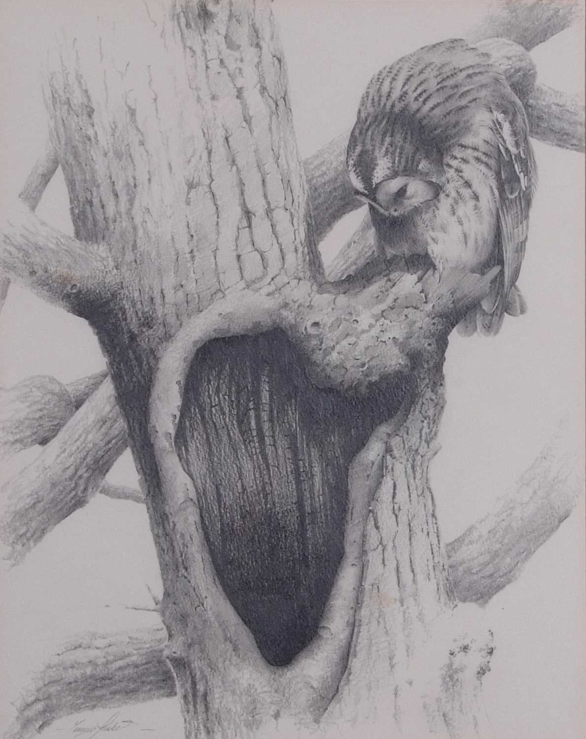 Terence Lambert (British, Contemporary), A pencil study of a tawny owl, signed, mounted and - Image 2 of 2