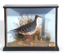Taxidermy cased Luzon Bleeding Heart Dove (allicolumba luzonica) in a cased naturalistic setting