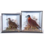 Two separate taxidermy cases of a brace of Temminck’s Tragopan Birds male and female (Tragopan