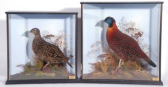 Two separate taxidermy cases of a brace of Temminck’s Tragopan Birds male and female (Tragopan