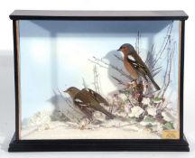 Taxidermy cased brace of male and female Chaffinches (Fringilla coelebs) in a naturalistic winter
