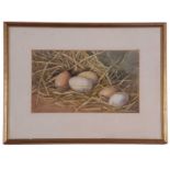 British School, 20th Century, Egg, Still Life, Watercolour, indistinctly signed, approx 7x12in