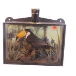 20th Century cased taxidermy Toco Toucan (Ramphastos toco) in a naturalistic cased setting with a