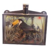 20th Century cased taxidermy Toco Toucan (Ramphastos toco) in a naturalistic cased setting with a