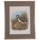 Ali Pournoroozy, or "Noroozy" (Iranian, Contemporary), Lapwing nesting, watercolour, signed.