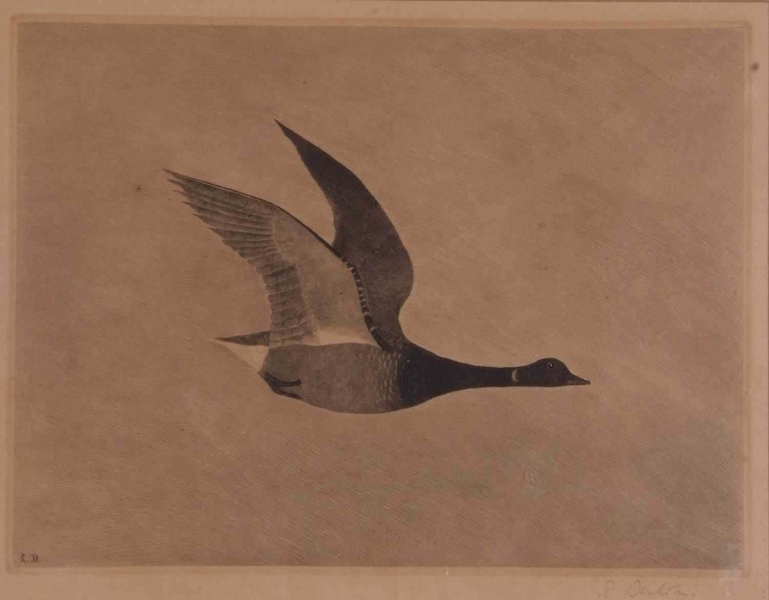 Robert Dunholm (British, 20th century), A pair of etchings depicting a goose and grouse in flight, - Image 2 of 5