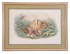 Framed Coloured print of Bittern and Family titled "Botaurus Stellaris" by J Gould and H.C