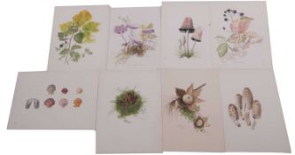 Edna Bizon (British, 20th century) A collection of 26 watercolours of botanical studies, signed,