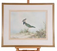 framed Watercolour of a lapwing sitting on a sand dune in beach scene by Andrew Osbourne. 65cmx55cm