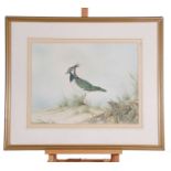 framed Watercolour of a lapwing sitting on a sand dune in beach scene by Andrew Osbourne. 65cmx55cm